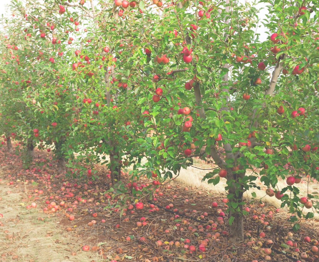 Comprehensive Apple Tree Care Guides